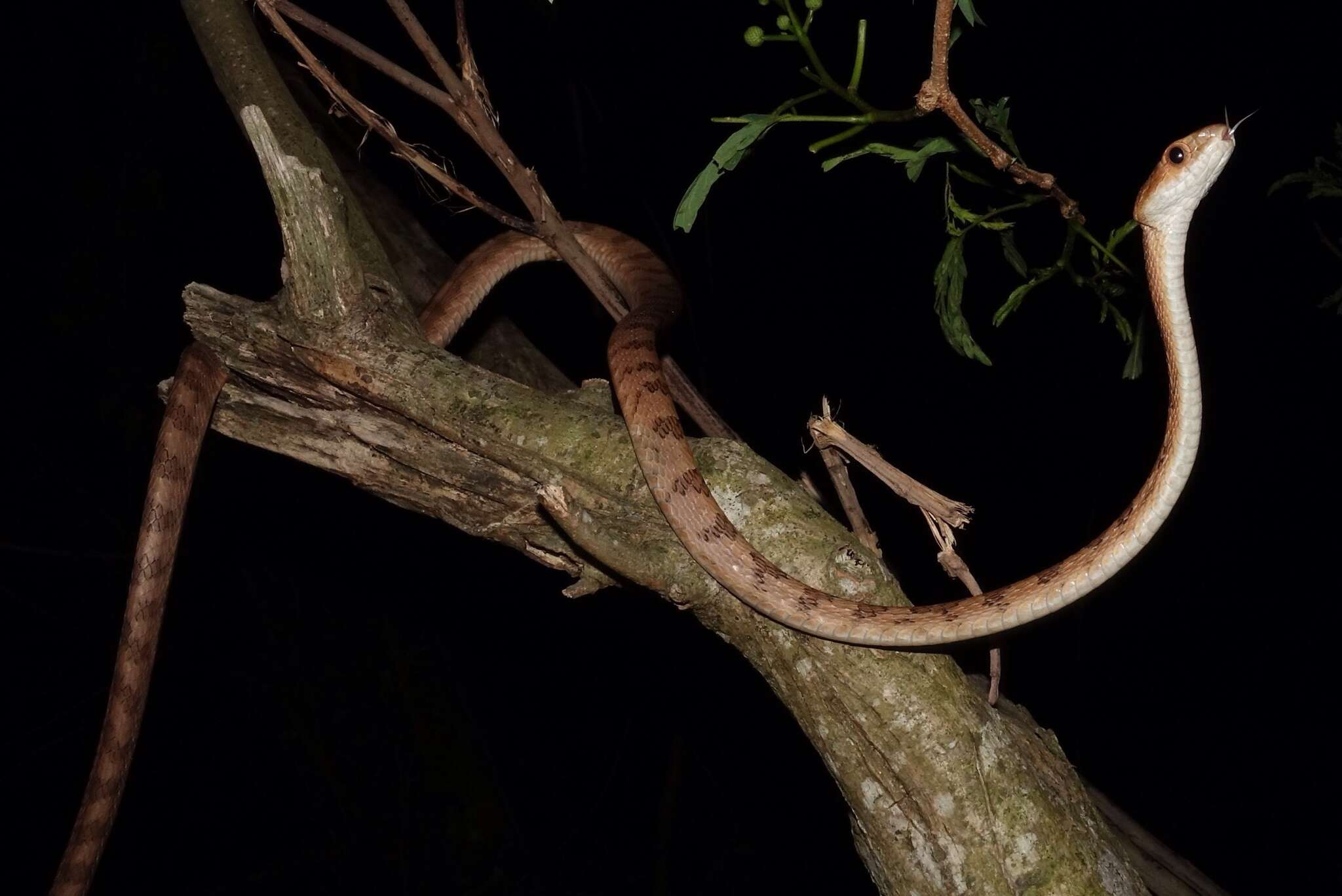 Image of Kelung Cat Snake