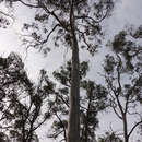 Imagem de Eucalyptus rubida subsp. rubida