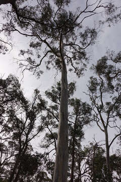 Imagem de Eucalyptus rubida subsp. rubida