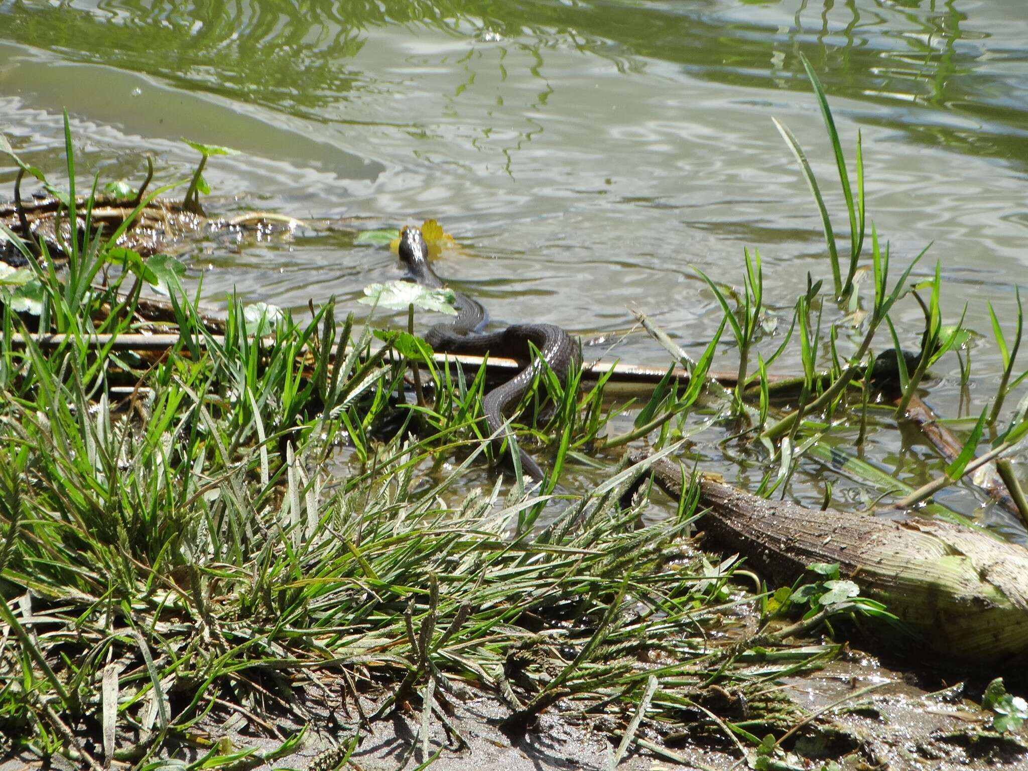 Image of Blackbelly Garter Snake