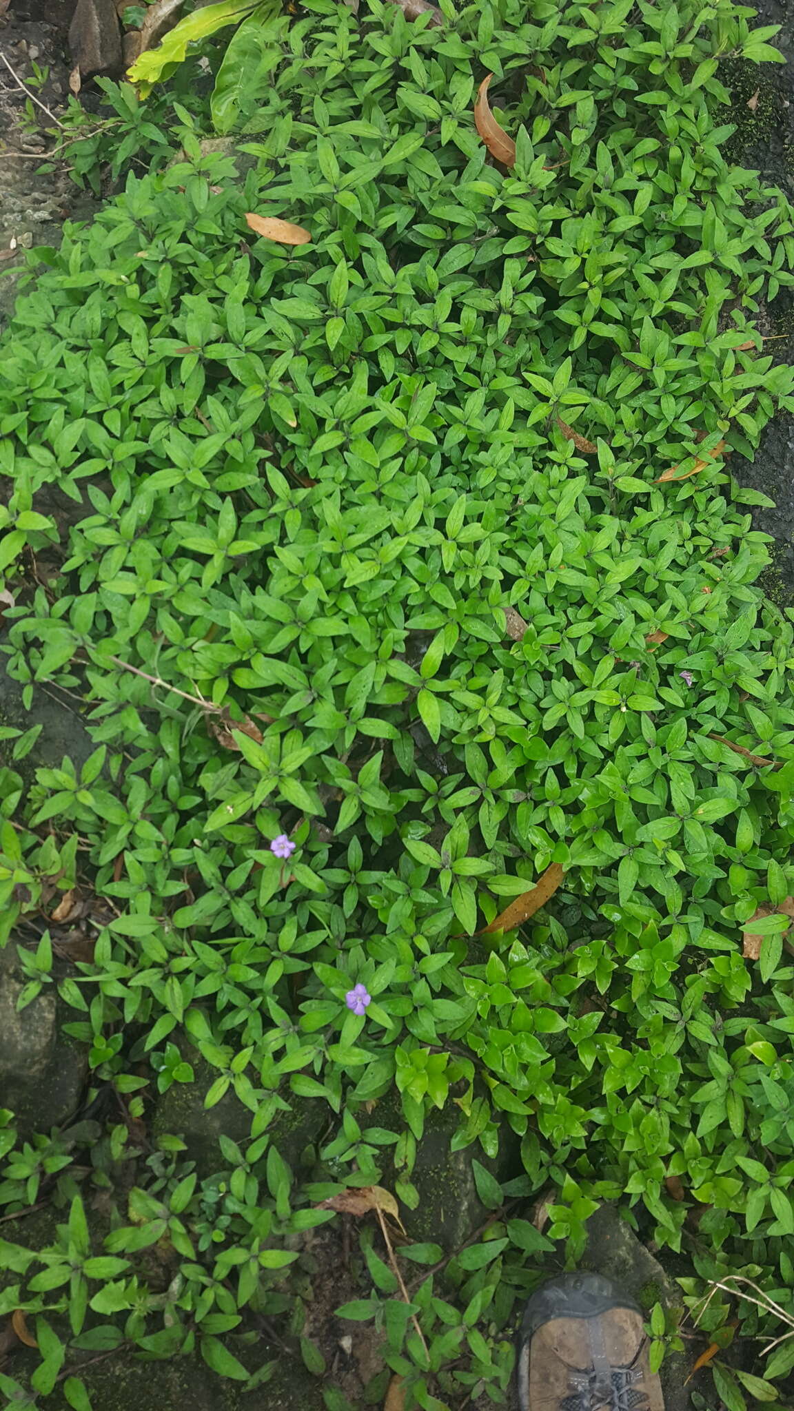 Imagem de Ruellia longepetiolata (Oerst.) Hemsl.