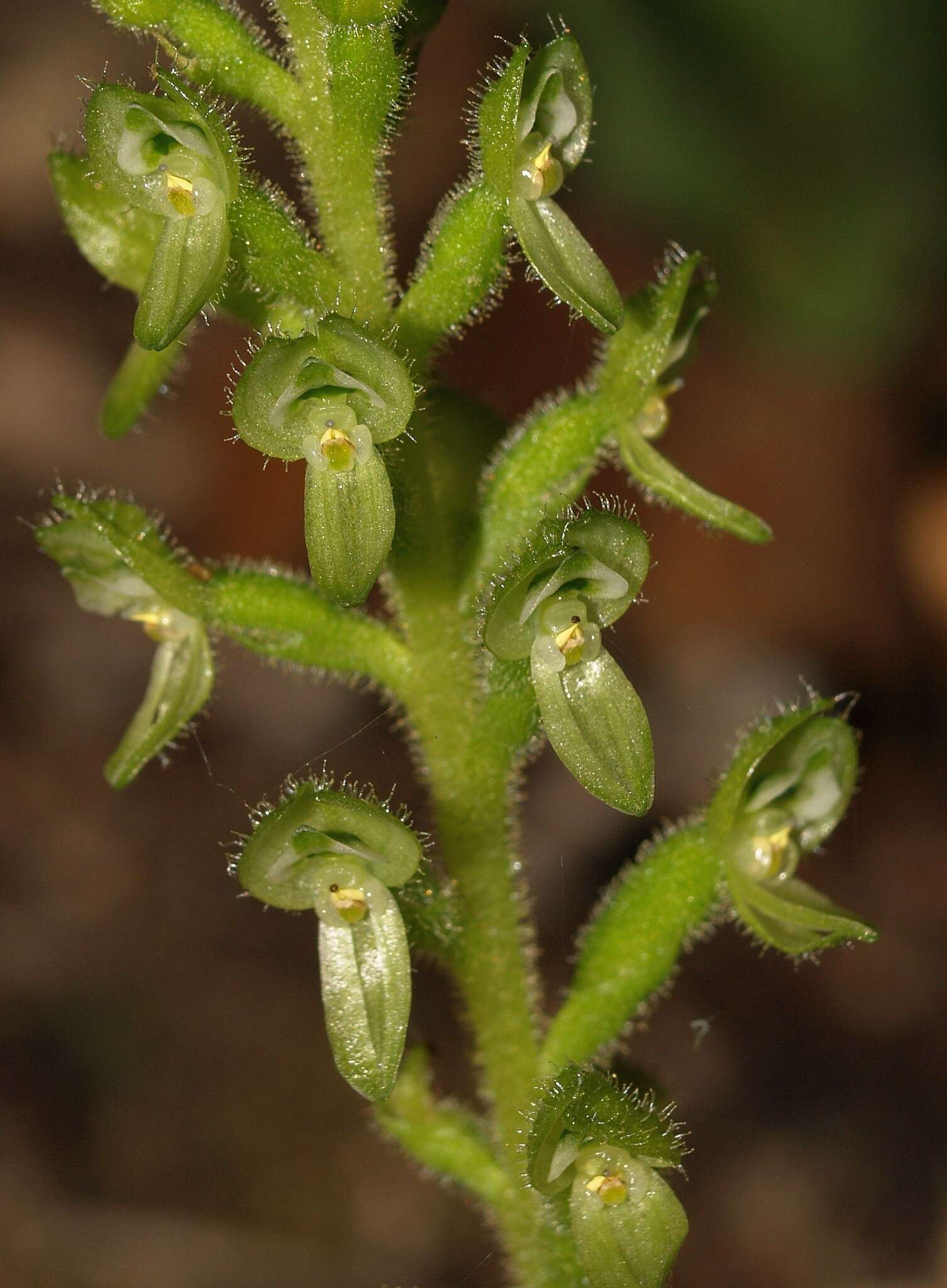 Image of Ponthieva schaffneri (Rchb. fil.) E. W. Greenw.