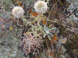 Image of Echinops humilis M. Bieb.