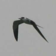 Image of Brown-backed terns