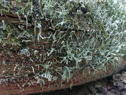 Image of cup lichen