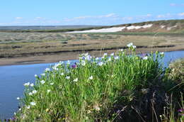 Image of great chickweed