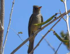 Image of Greater Pewee