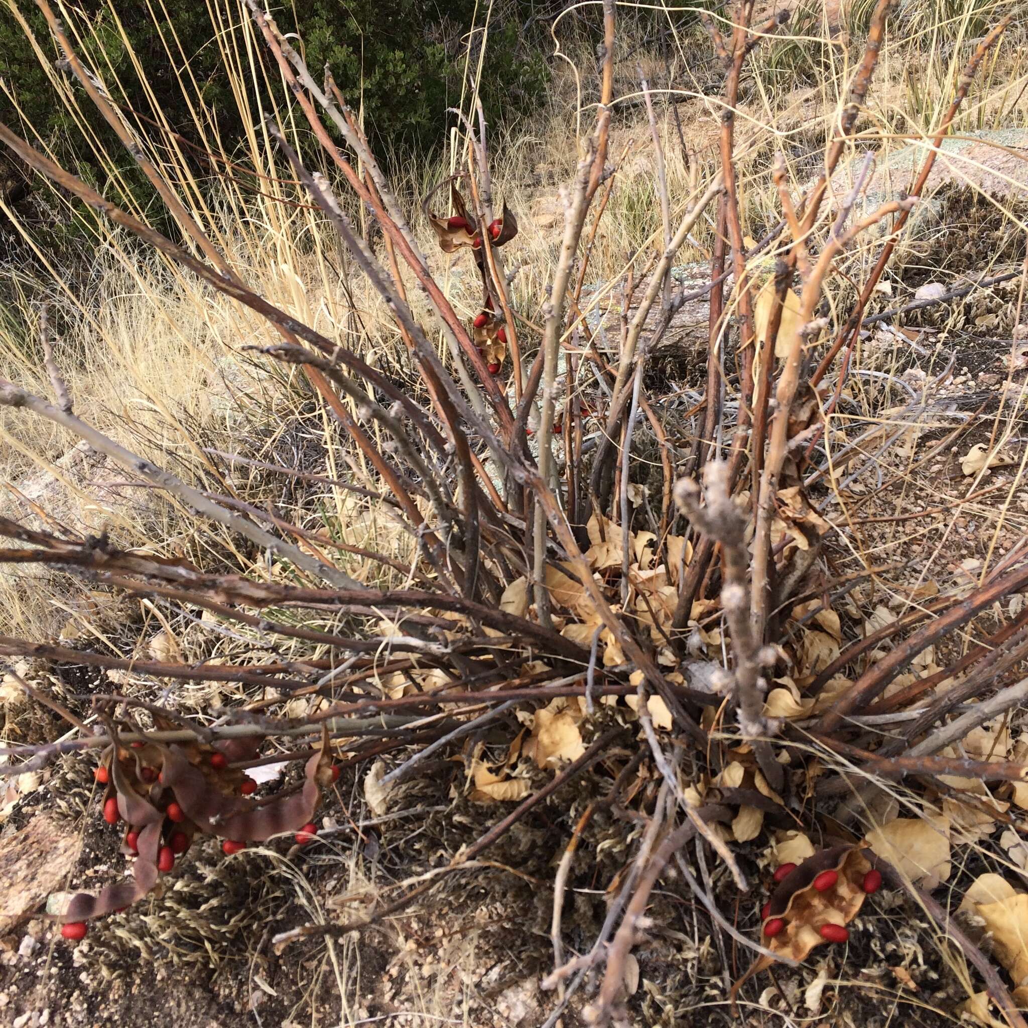 Imagem de Erythrina flabelliformis Kearney