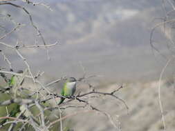 Image of Gray-hooded Parakeet