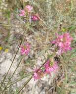 Image of Onobrychis conferta subsp. hispanica (Sirj.) Guitt. & Kerguelen