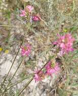 Слика од Onobrychis conferta subsp. hispanica (Sirj.) Guitt. & Kerguelen