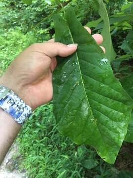 Image of Ear-Leaf Umbrella Tree