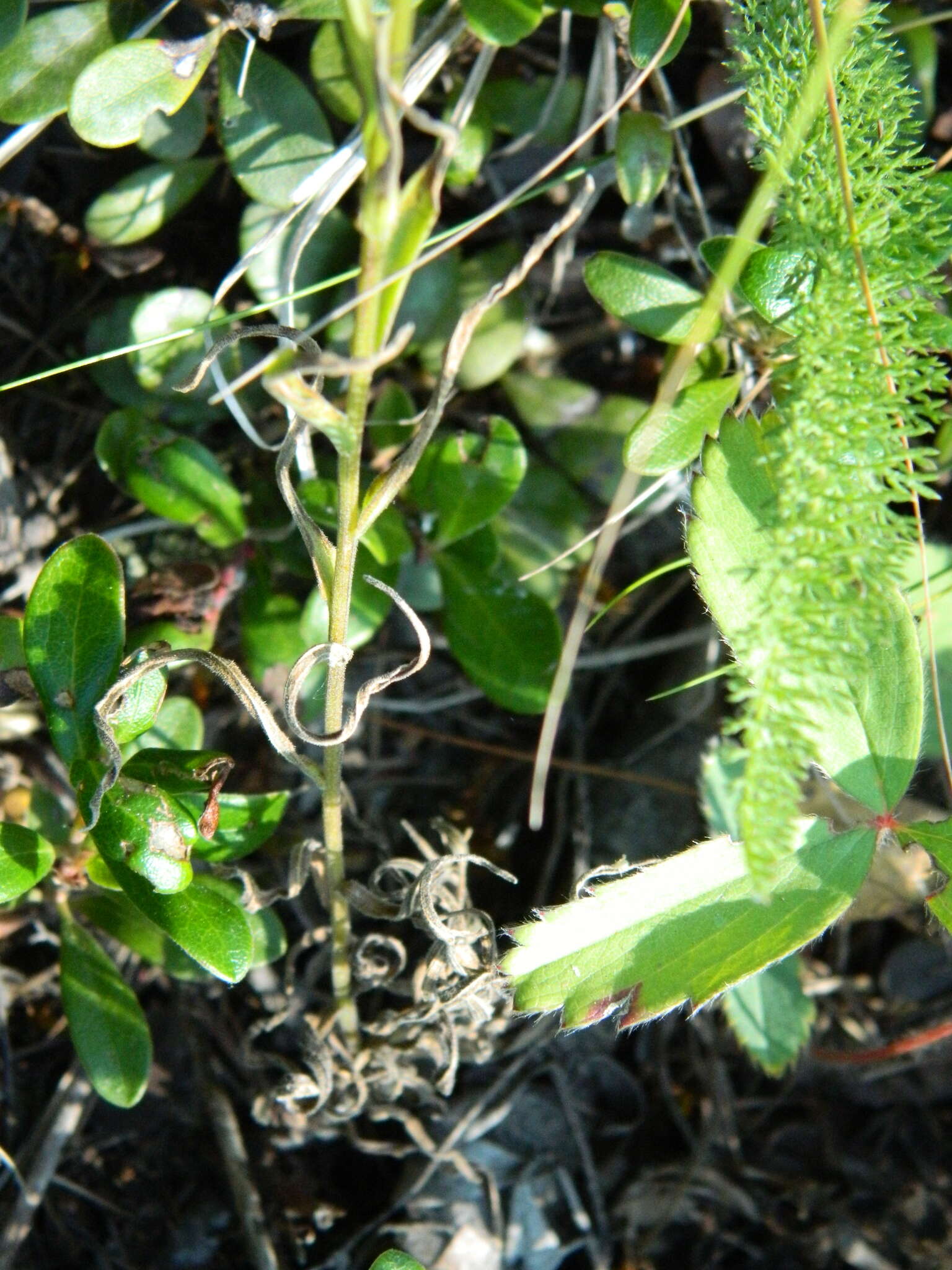 Image of stiff yellow Indian paintbrush