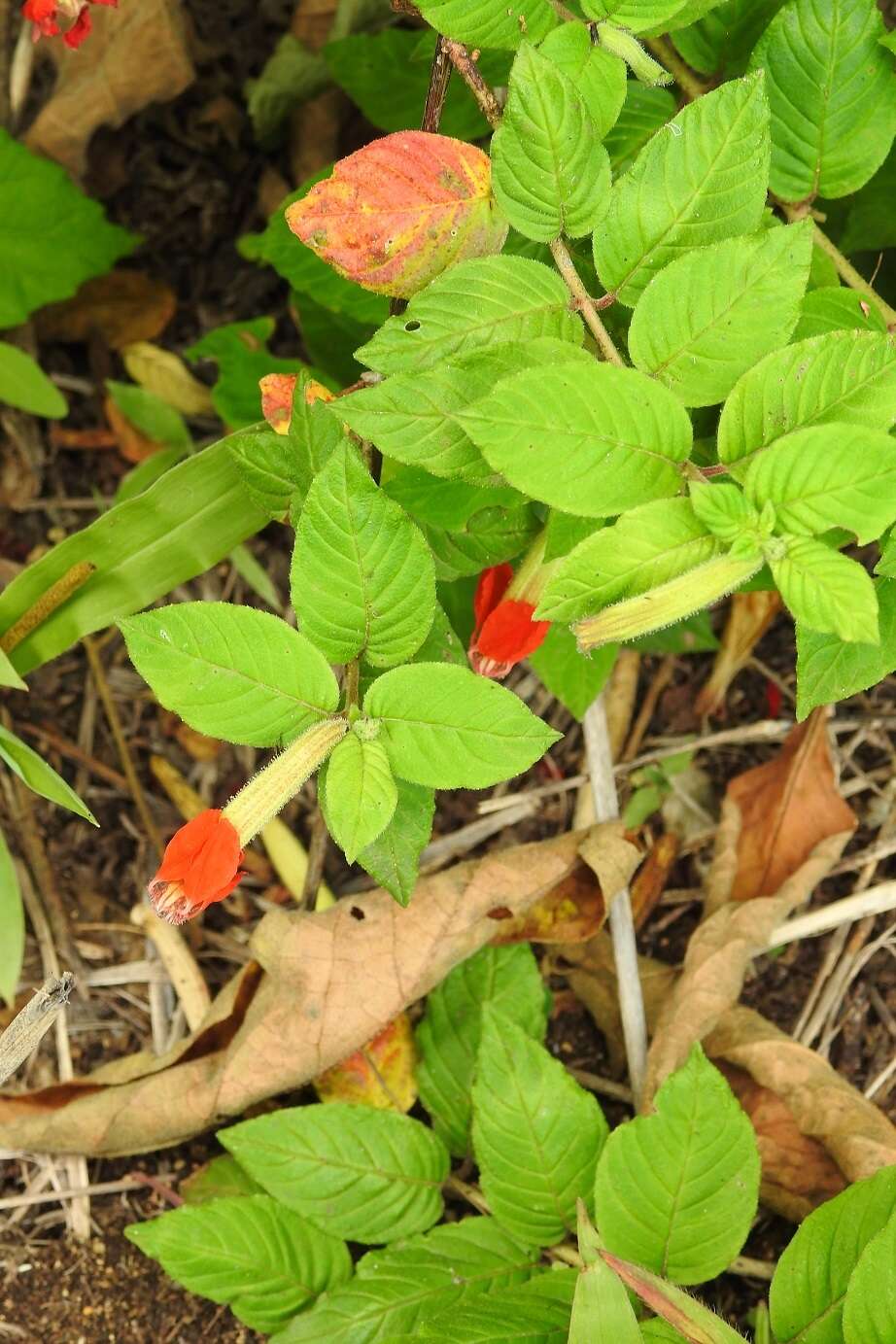 Image of Cuphea nudicostata Hemsl.