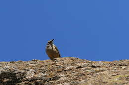 Image of African Rock Pipit
