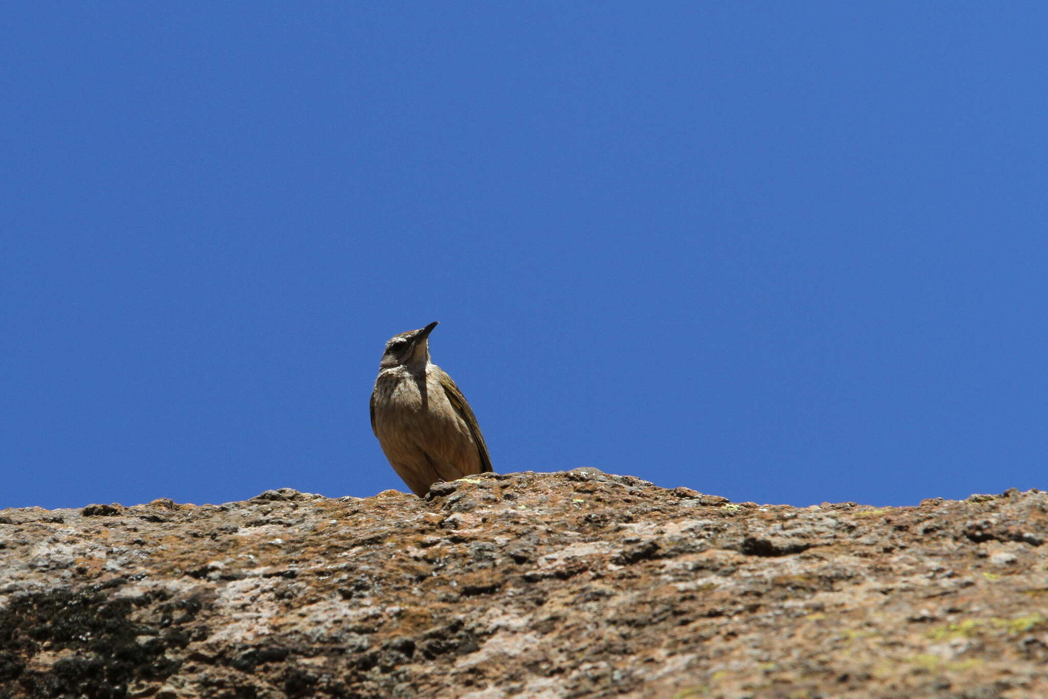 Image of African Rock Pipit