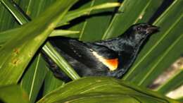 Image of Tawny-shouldered Blackbird