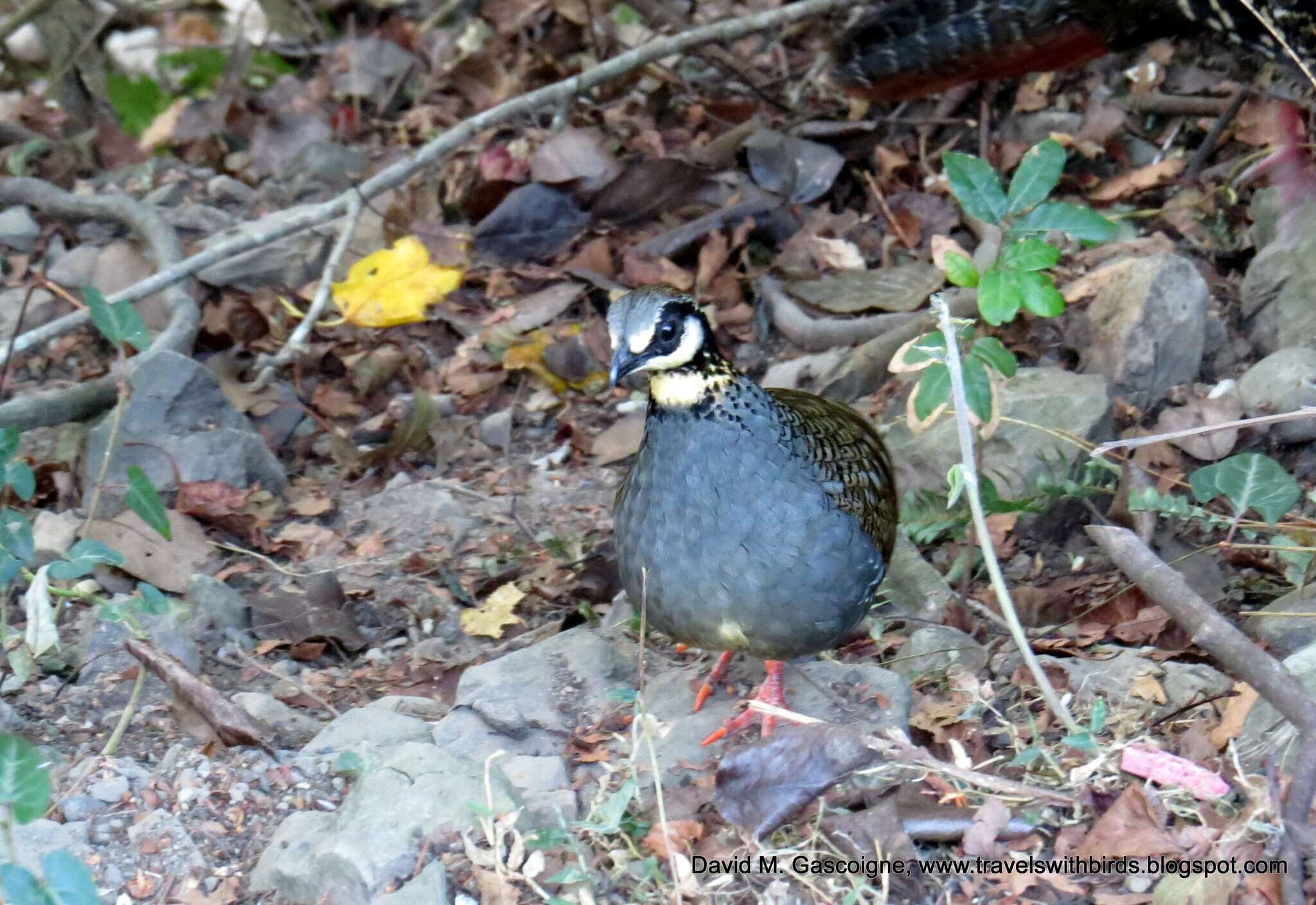 Image of Taiwan Hill Partridge