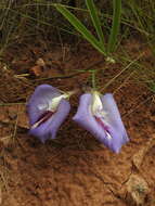 صورة Clitoria guianensis (Aubl.) Benth.