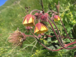 Слика од Geum sudeticum Tausch