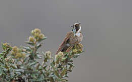 Image of Bearded Helmetcrest