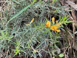 Image of Pultenaea forsythiana