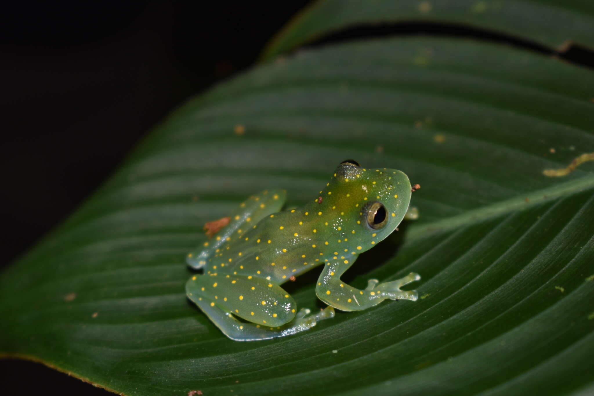 Image of San Jose Cochran Frog