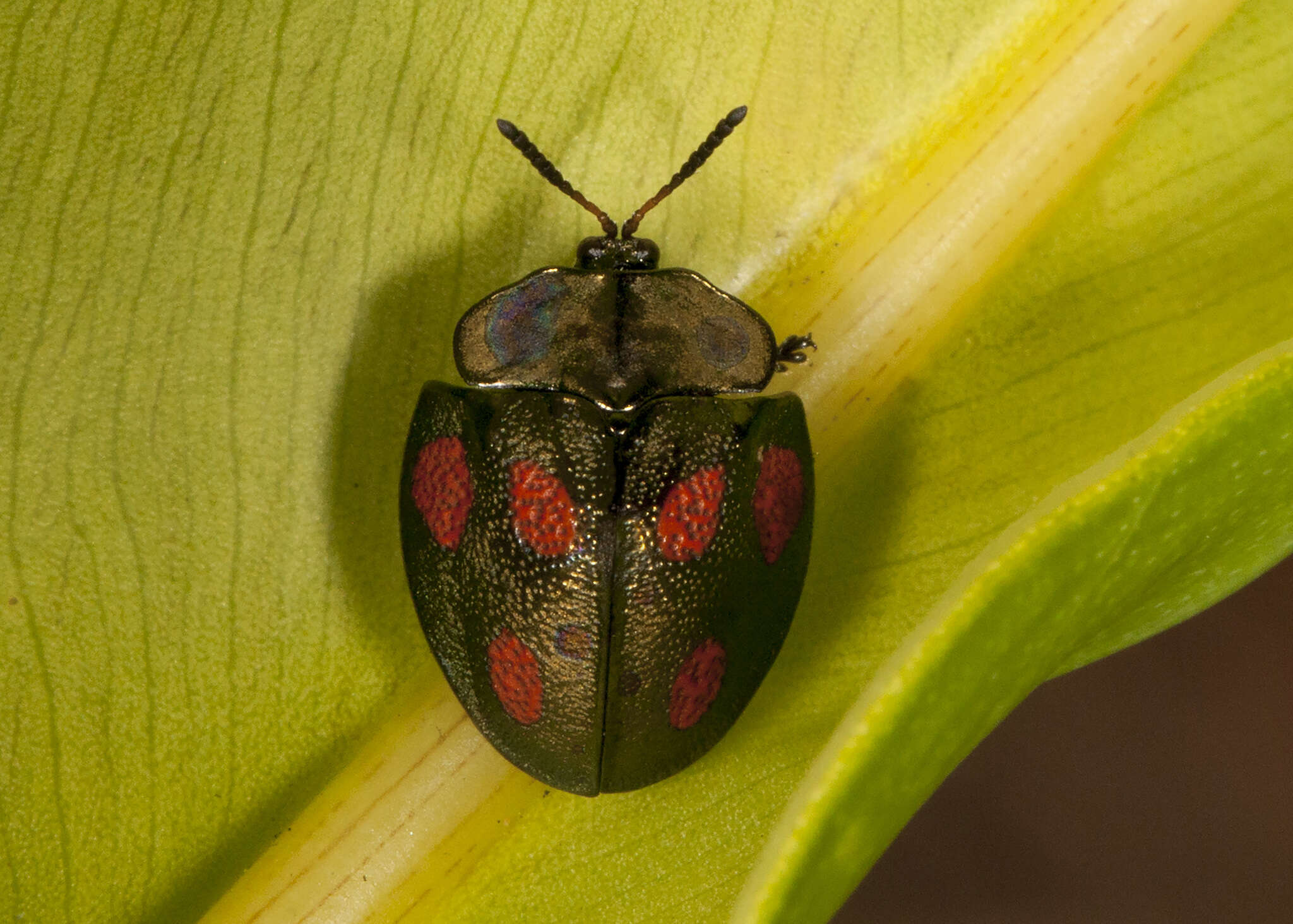 Image of Cyrtonota tristigma (Boheman 1850)