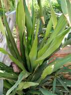 Image of Dracaena arborea (Willd.) Link