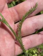 Image of common yarrow