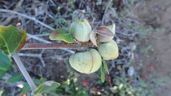 Image of Rhoicissus digitata (L. fil.) Gilg & Brandt