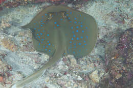 Image of Oceania fantail ray