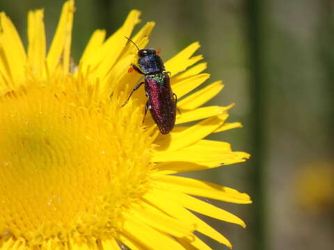 Image of Pasture Splendour Beetle