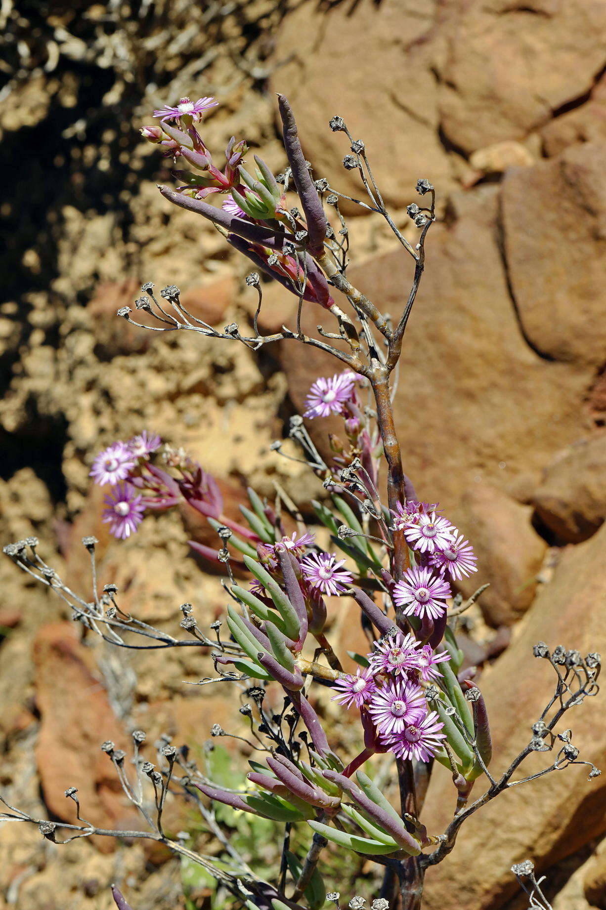 Image of Ruschia extensa L. Bol.