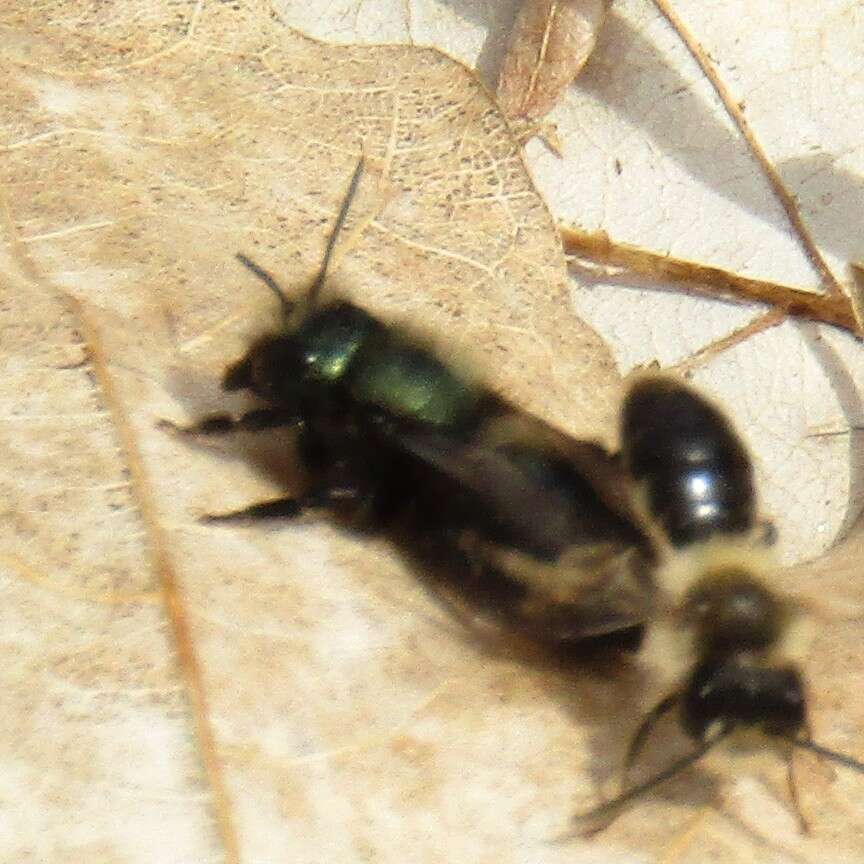 Image of <i>Osmia <i>lignaria</i></i> lignaria