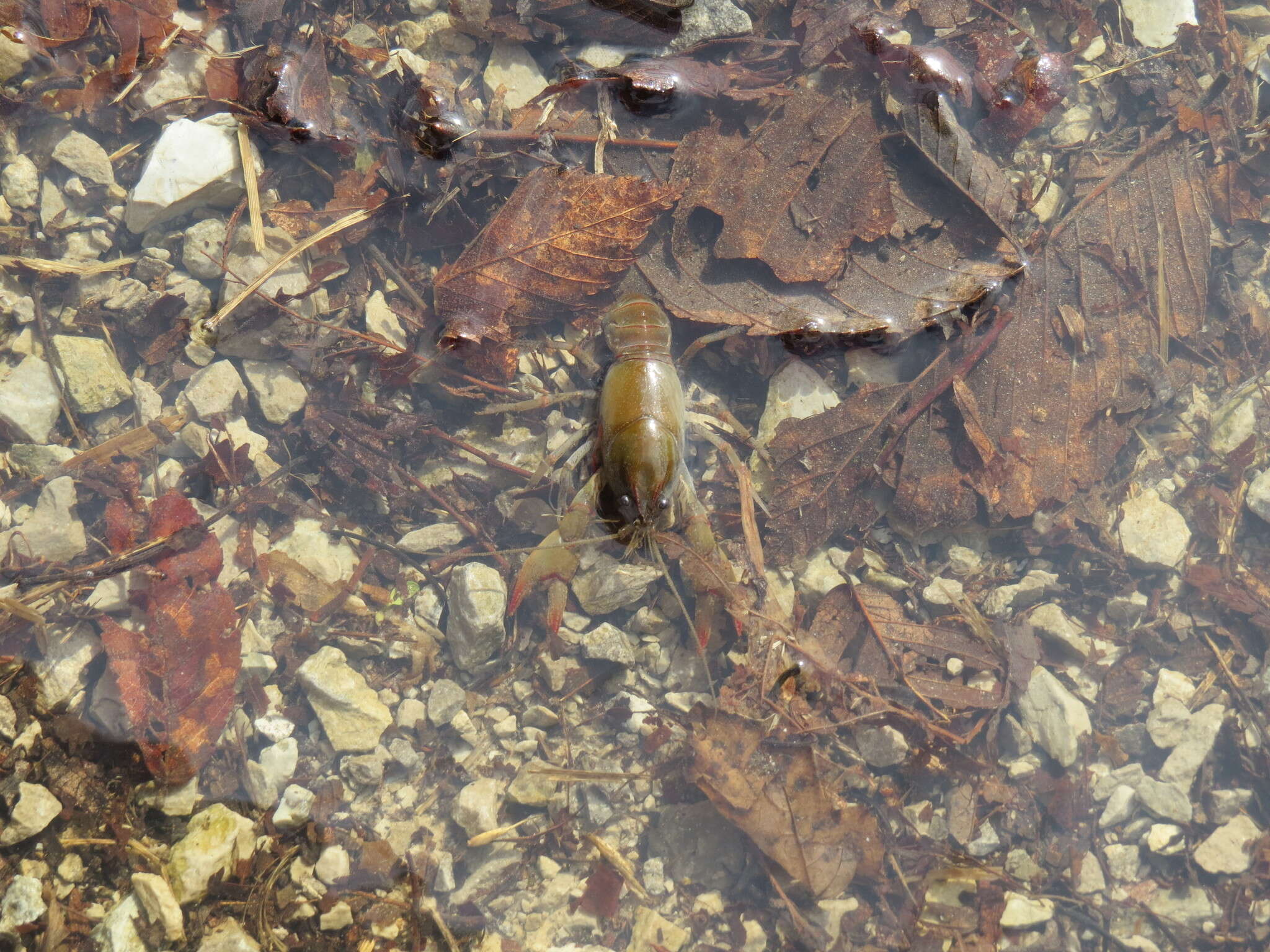 Image of <i>Lacunicambarus erythrodactylus</i>