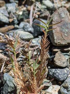 Image of scratchgrass