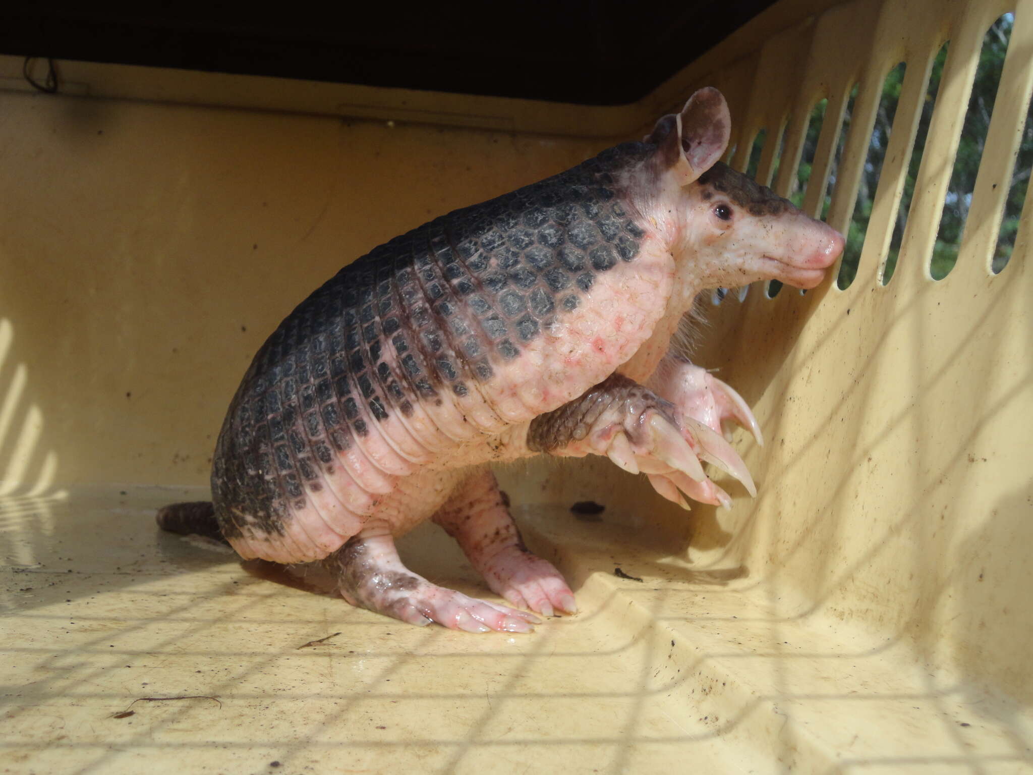 Image of naked-tailed armadillos