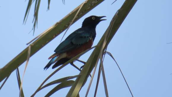 Image of Superb Starling