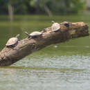 Image of Amazon River Turtle