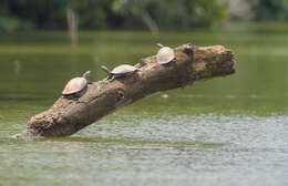 Image of Amazon River Turtle