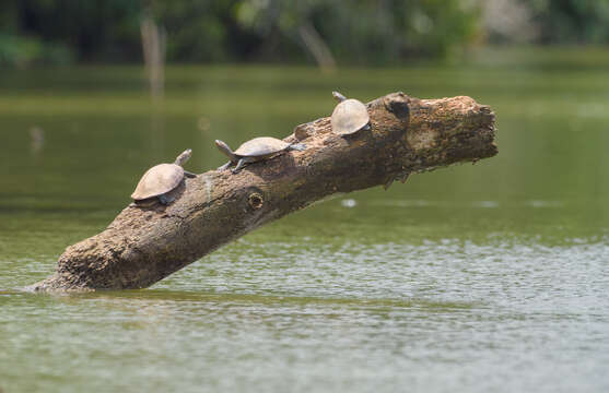 Image of Amazon River Turtle