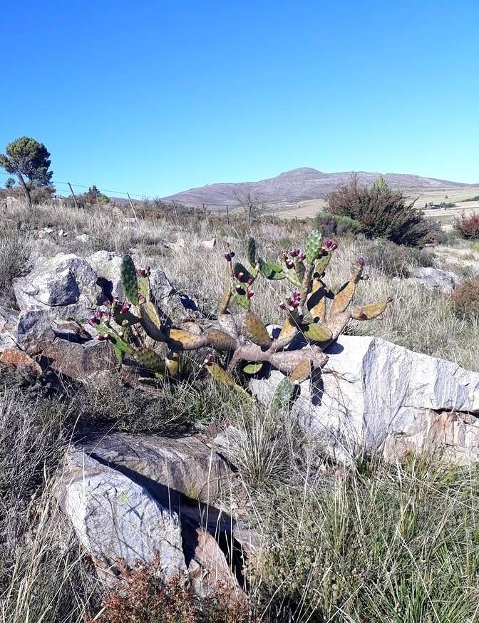 Image of <i>Opuntia bonaerensis</i>