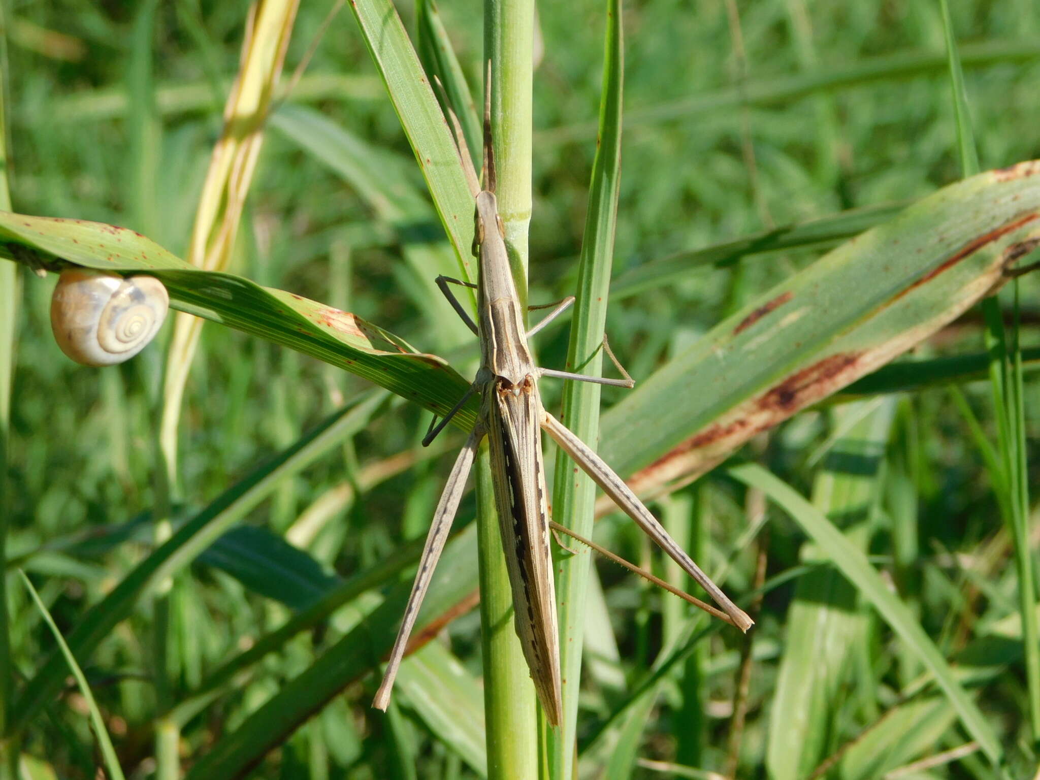 Image of Acrida ungarica mediterranea Dirsh 1949