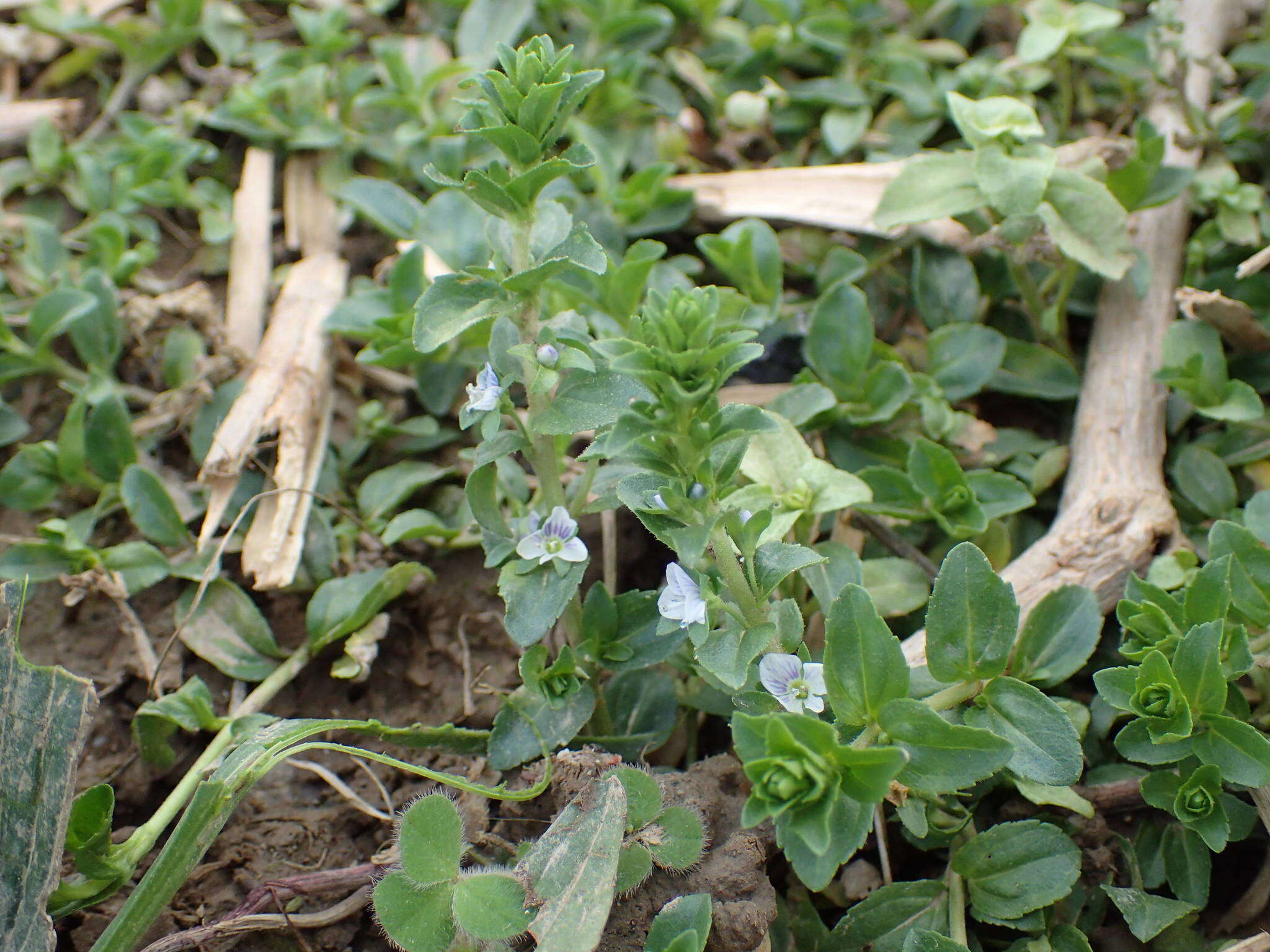 Image of thymeleaf speedwell