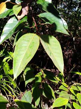 Слика од Vismia baccifera (L.) Triana & Planchon