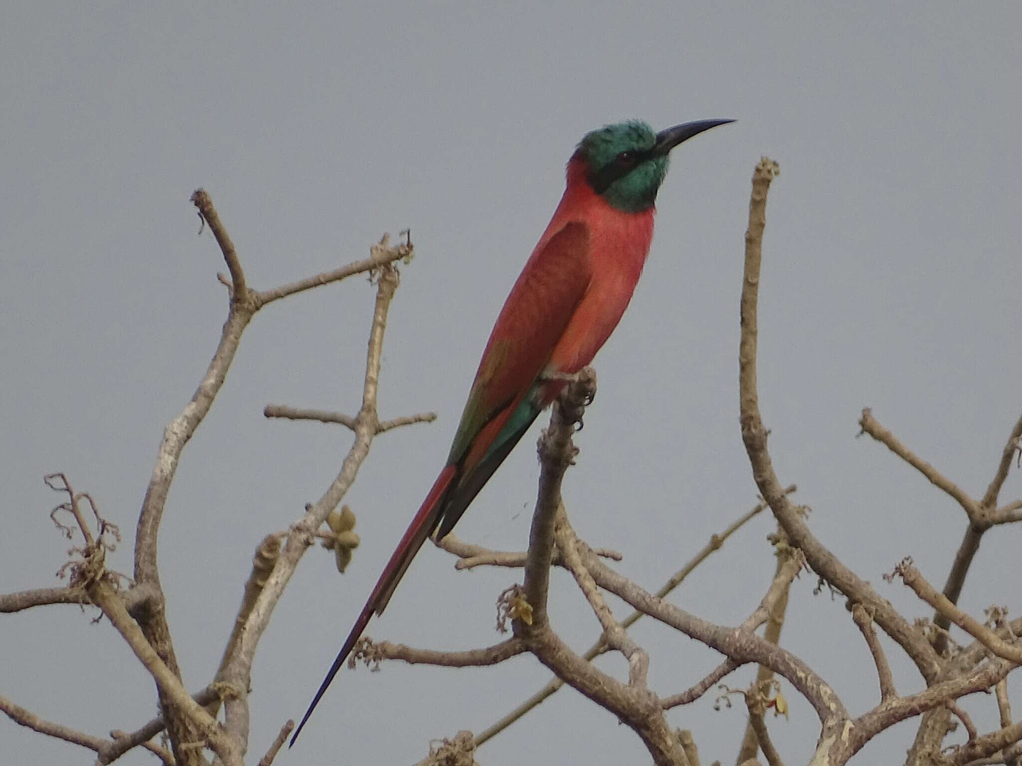 Image of Northern Carmine Bee-eater