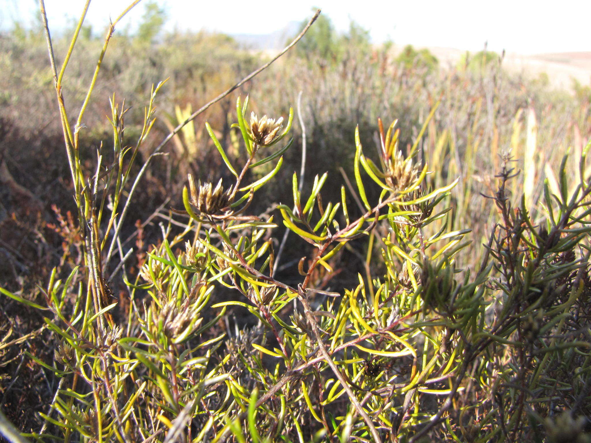 Image of Metalasia tenuifolia DC.