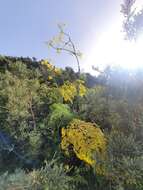 Image of Ferula communis subsp. linkii (Webb) Reduron & Dobignard