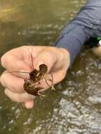 Image of Cambarus fasciatus Hobbs 1981